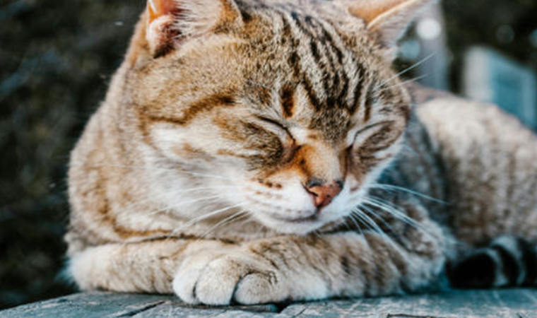 Šance zvířatům z.s